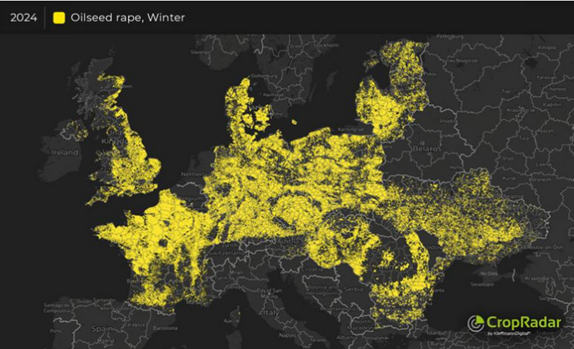 Satellitenaufnahme der Rapsanbauflächen in Europa im Winter 2024, hervorgehoben in Gelb. Rapsanbau Europa, CropRadar Raps, Anbauflächen Rückgang, Agrarmarkt