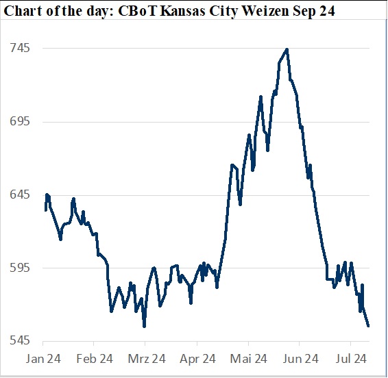 Chart der Preisentwicklung des CBoT Kansas City Weizens im September 2024 mit einem deutlichen Abwärtstrend nach den USDA-Zahlen. CBoT Kansas City Weizen Weizenpreise USDA-Zahlen Kassamarkt